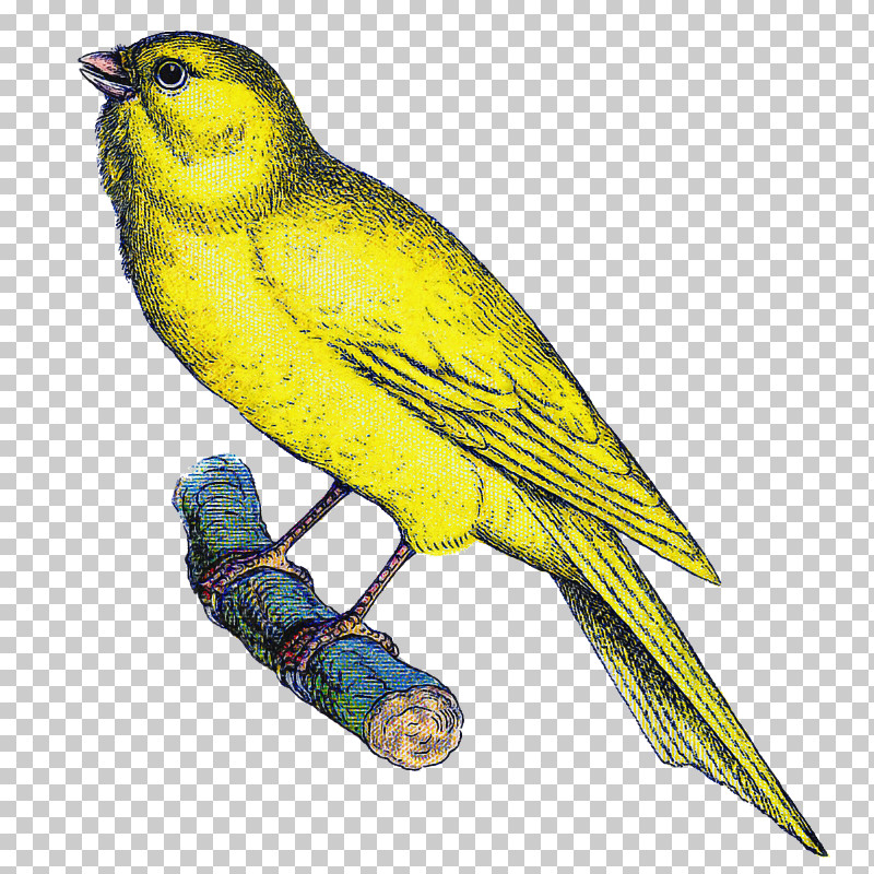 Bird Atlantic Canary Beak Yellow Songbird PNG, Clipart, Atlantic Canary, Beak, Bird, Budgie, Canary Free PNG Download