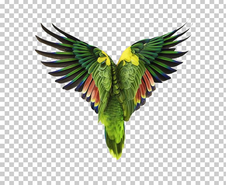 Bird Creature Parrot Photography Photographer PNG, Clipart, Amazon Parrot, Andrew, Andrew Zuckerman, Animals, Beak Free PNG Download