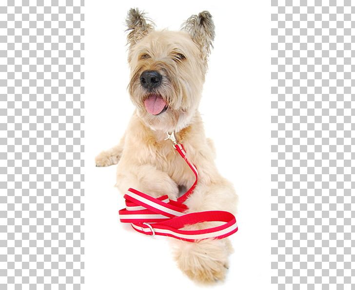 Cairn Terrier Glen Dog Breed Puppy Companion Dog PNG, Clipart, Animals, Breed, Cairn, Cairn Terrier, Carnivoran Free PNG Download