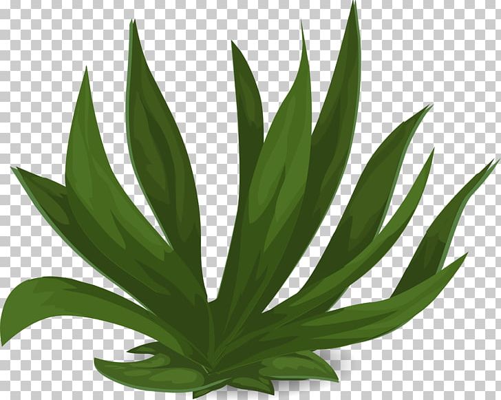 How TO Draw a Plant Step By Step/Draw Parts Of Plant Easy - YouTube