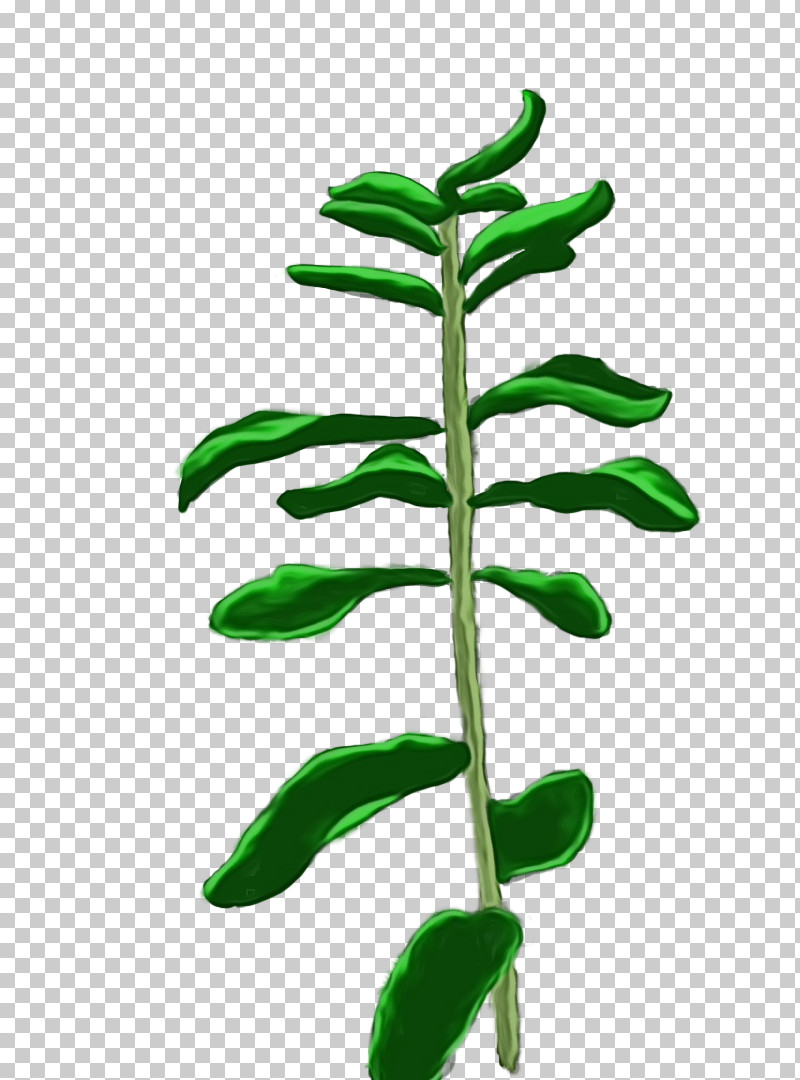 Leaf Plant Stem Tree Plant Science PNG, Clipart, Biology, Leaf, Paint, Plant, Plant Stem Free PNG Download