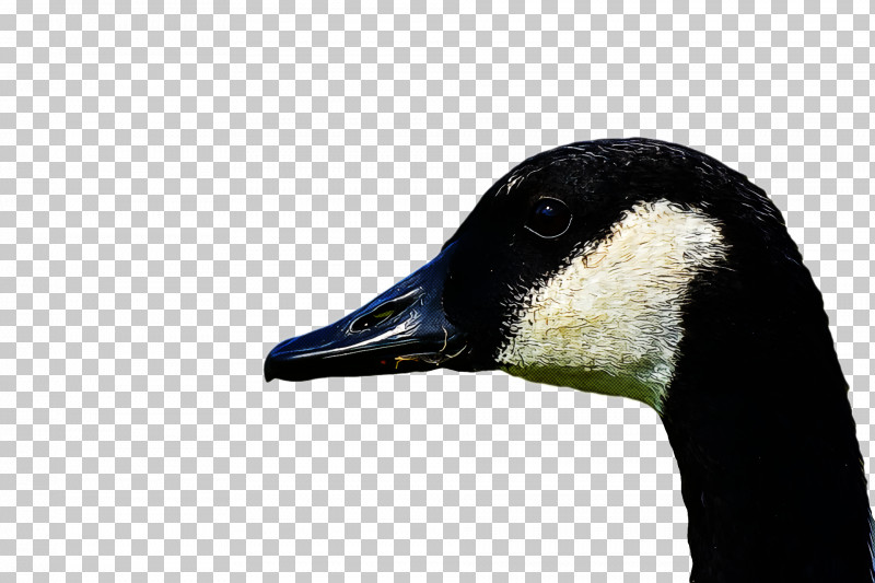 Goose Wild Animal PNG, Clipart, Animal, Beak, Bird, Canada Goose, Duck Free PNG Download