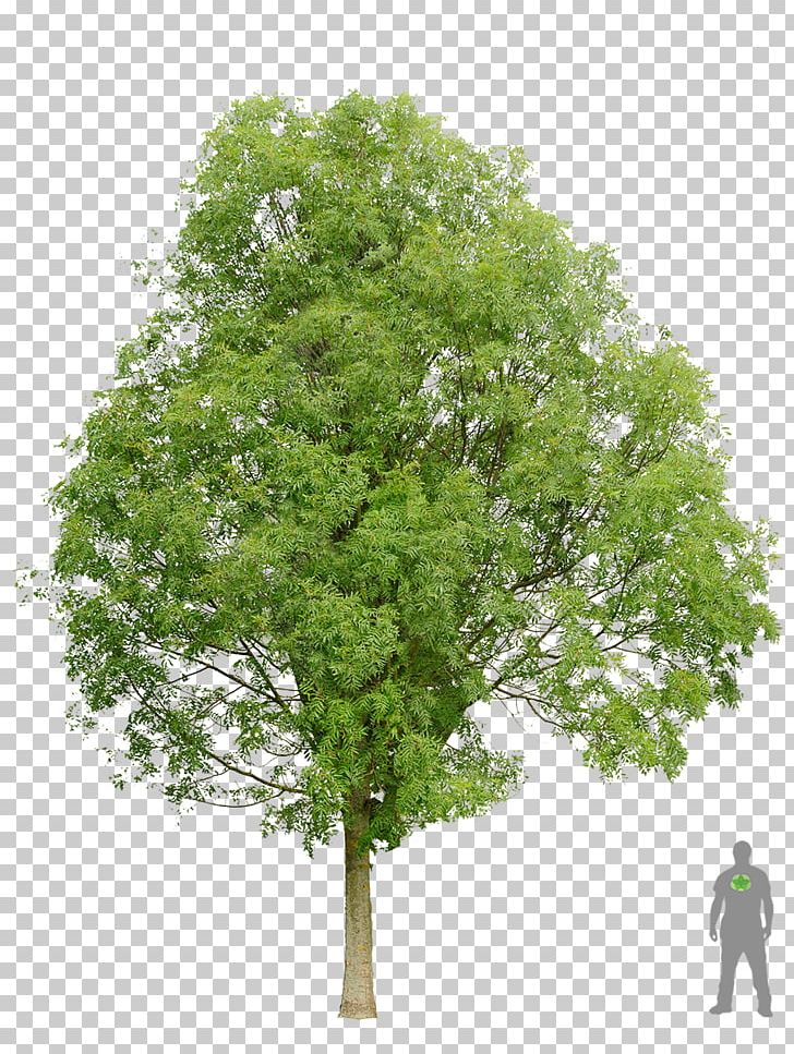 Acer Ginnala Sycamore Maple Sugar Maple Norway Maple Tree Png Clipart Acer Ginnala Bark Branch Deciduous
