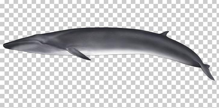 Common Bottlenose Dolphin Tucuxi Short-beaked Common Dolphin Rough-toothed Dolphin White-beaked Dolphin PNG, Clipart, Animal, Animals, Bottlenose Dolphin, Cetacea, Mammal Free PNG Download