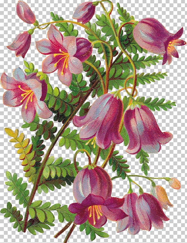 Decoupage Flower Glockenspiel PNG, Clipart, Annual Plant, Ansichtkaart, Blumen, Decoupage, Drawing Free PNG Download