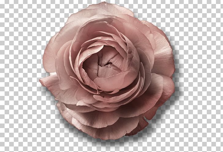 Garden Roses Cabbage Rose Cut Flowers Petal PNG, Clipart, Beloved, Blue, Bul, Cicekler, Computer Icons Free PNG Download