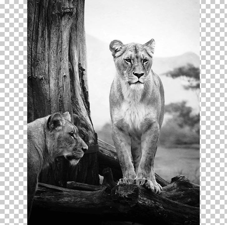 Lion Felidae Wildcat Safari Serengeti PNG, Clipart, Animal, Big Cats, Black, Business, Carnivoran Free PNG Download