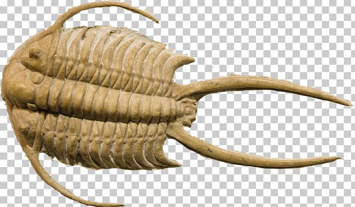 Fossil Trilobite Stock Photography Devonian PNG, Clipart, Ancient, Animals, Aquatic, Arthropod Eye, Beetle Free PNG Download