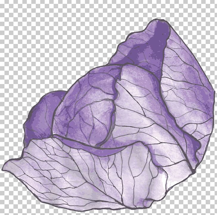 Purple Red Cabbage Vegetable Broccoli PNG, Clipart, Art, Broccoli, Cabbage, Flower, Flowering Plant Free PNG Download
