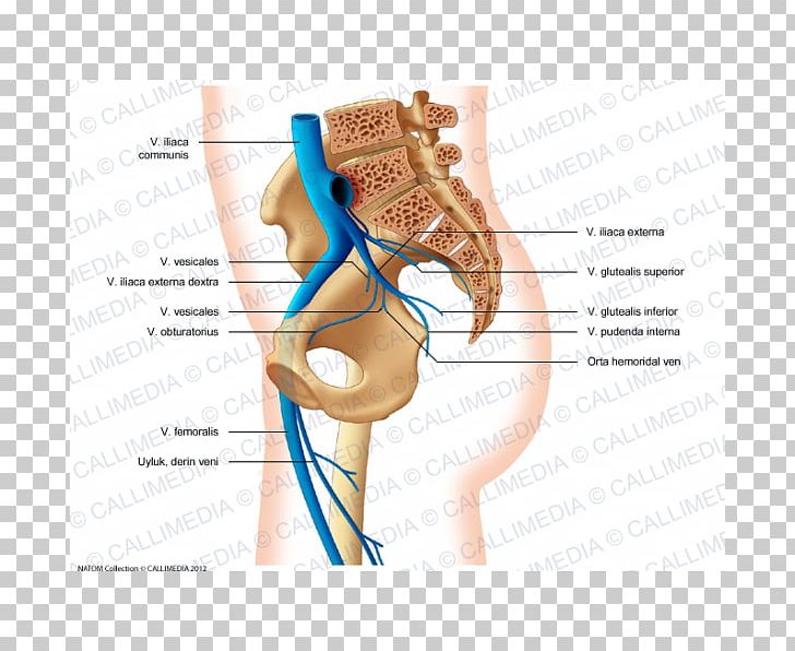 superior gluteal artery diagram