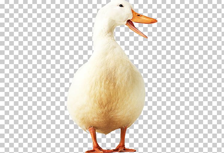 Donald Duck American Pekin PNG, Clipart, American Pekin, Animals, Beak, Bird, Donald Duck Free PNG Download