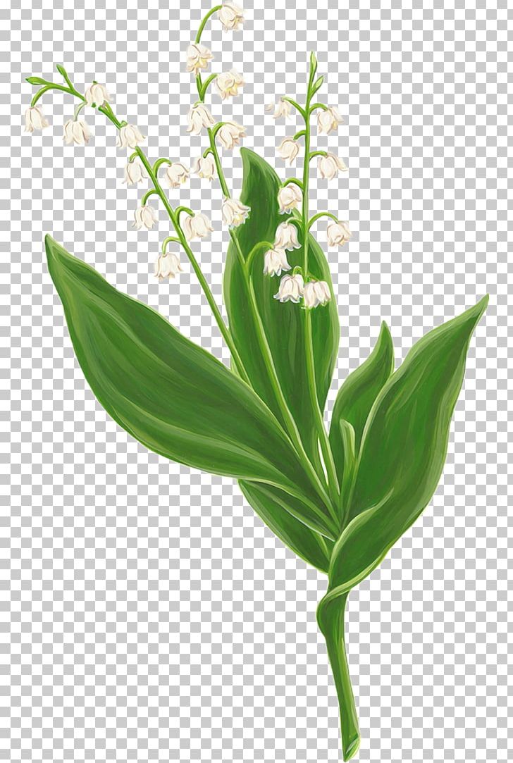 Lily Of The Valley Digital PNG, Clipart, Art, Clip Art, Convallaria, Cut Flowers, Decoupage Free PNG Download