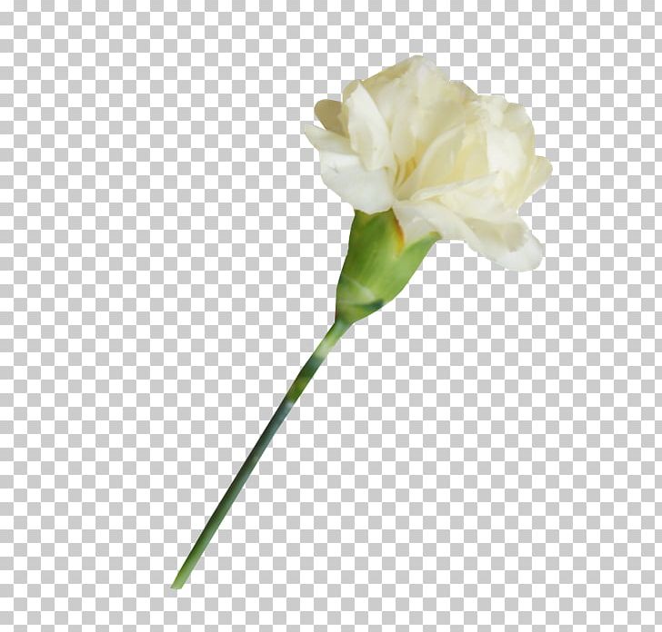 White Carnation Lossless Compression PNG, Clipart, Amaryllis Belladonna, Bud, Carnation, Cut Flowers, Data Free PNG Download