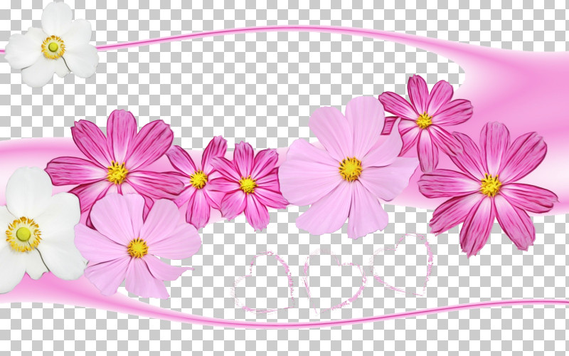 Pink Flower Petal Plant Wildflower PNG, Clipart, Cosmos, Flower, Paint, Petal, Pink Free PNG Download