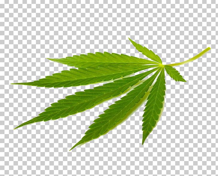 Cannabis Sativa Marijuana Medical Cannabis Tetrahydrocannabinol PNG, Clipart, Banana Leaves, Cannabidiol, Cannabis, Cannabis Leaves, Computer Wallpaper Free PNG Download