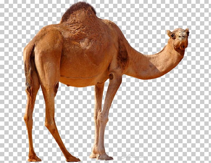 Dromedary Bactrian Camel PNG, Clipart, Animal, Arabian Camel, Bactrian Camel, Camel, Camel Like Mammal Free PNG Download