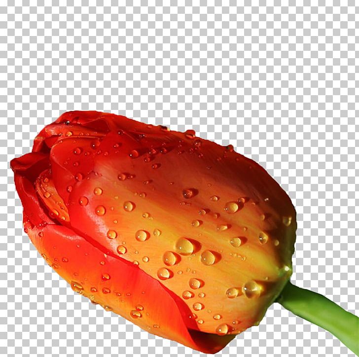 Flower High-definition Television Rose Display Resolution PNG, Clipart, 1080p, Aspect Ratio, Closeup, Desktop Computer, Desktop Environment Free PNG Download