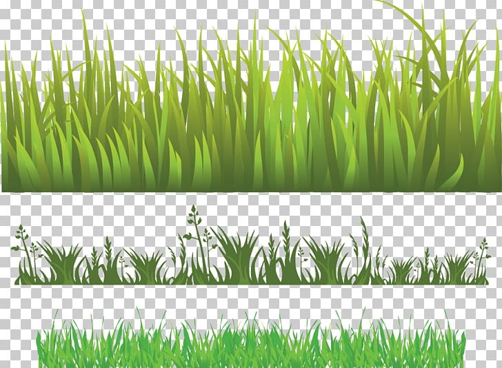 Herbaceous Plant Meadow Lawn PNG, Clipart, Chrysopogon Zizanioides, Cim, Commodity, Crop, Curly Grass Pattern Free PNG Download