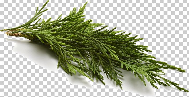 Essential Oil Litsea Cubeba Aerosol Spray Cupressus PNG, Clipart, Cananga Odorata, Candlenut, Cooking Spray, Cupressus Sempervirens, Cypress Free PNG Download