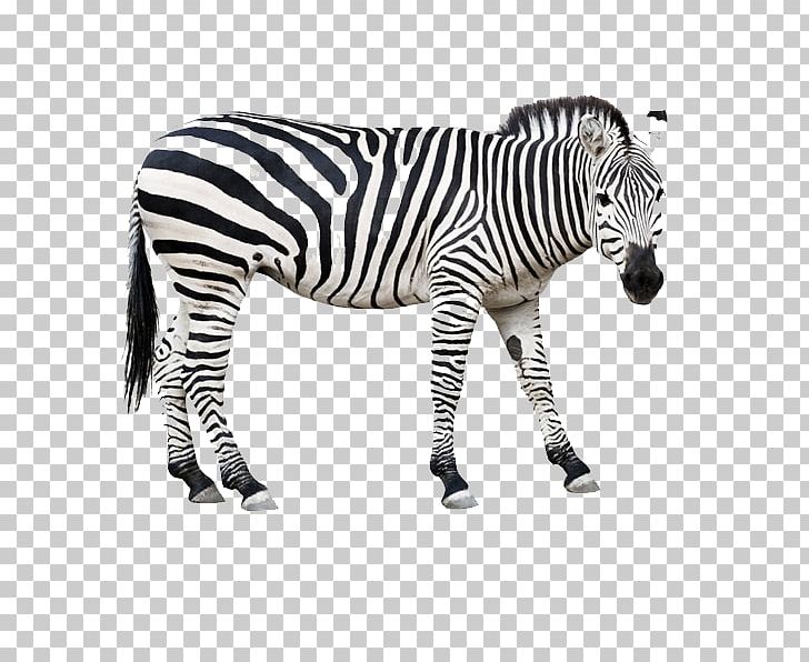 Horse Zebra PNG, Clipart, Animals, Barcode, Black, Black And White, Business Free PNG Download