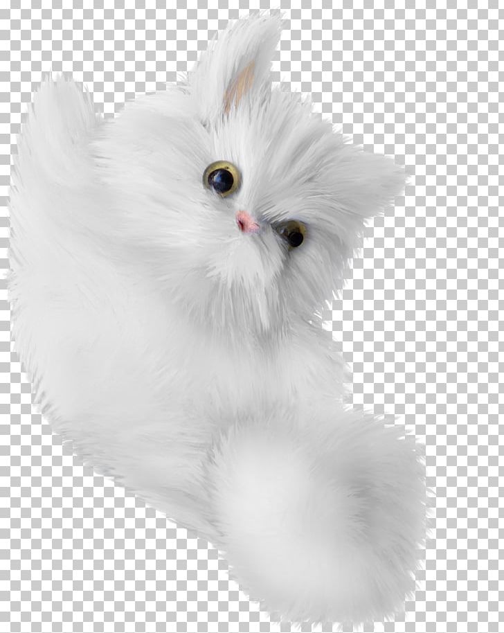 Turkish Angora Kitten Whiskers Domestic Long-haired Cat White PNG, Clipart, Animal, Animals, Black White, Carnivoran, Cat Like Mammal Free PNG Download