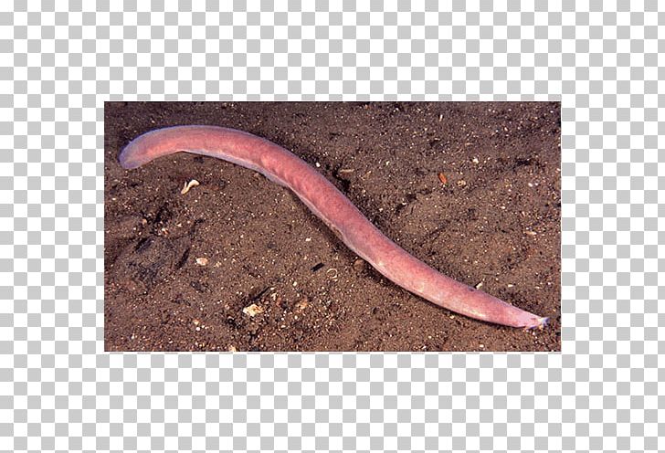 Worm Annelid PNG, Clipart, Annelid, Hagfish, Others, Ringed Worm, Worm Free PNG Download