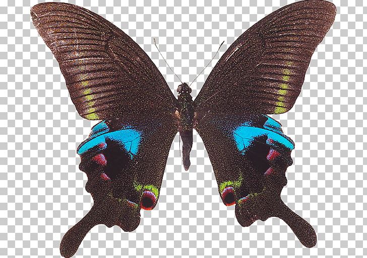 Brush-footed Butterflies Chinese Peacock Butterfly Papilio Hoppo Alpine Black Swallowtail PNG, Clipart, Arthropod, B 180, Brush Footed Butterfly, Butterflies And Moths, Butterfly Free PNG Download