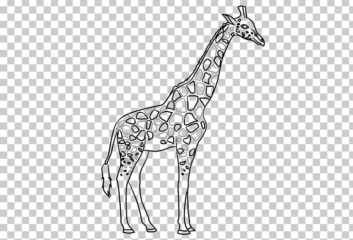 Giraffe Line Art Contour Drawing PNG, Clipart, Animal Figure, Animals, Art, Art Museum, Black And White Free PNG Download