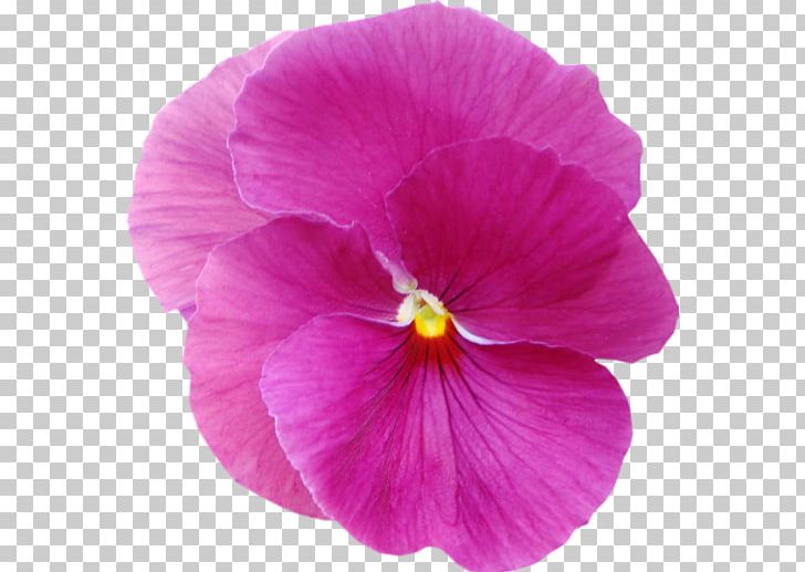 Pansy California Golden Violet Annual Plant Junonia Orithya PNG, Clipart, Annual Plant, Blue, Buckeyes, Butterfly, Flower Free PNG Download
