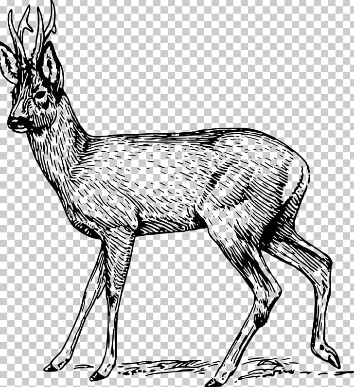 Roe Deer Musk Deers PNG, Clipart, Animal Figure, Animals, Antelope, Antler, Black And White Free PNG Download