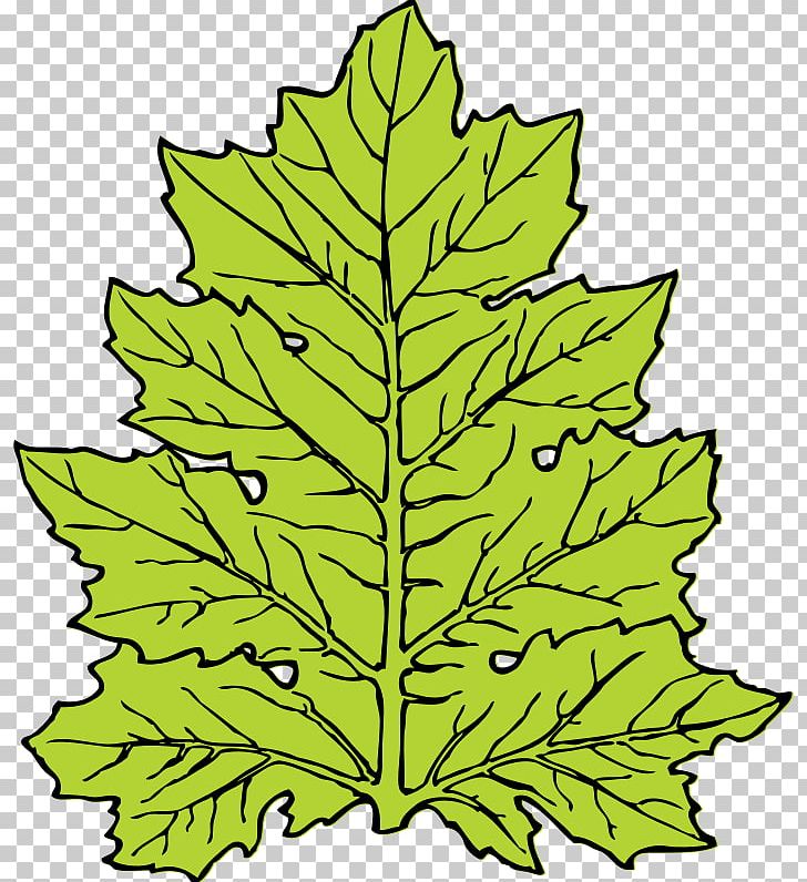 Acanthus Mollis Leaf PNG, Clipart, Acanthaceae, Acanthus, Acanthus Mollis, Artwork, Drawing Free PNG Download
