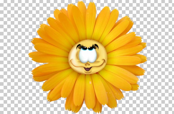 Common Daisy Flower PNG, Clipart, Argyranthemum, Calendula, Chrysanthemum, Closeup, Color Free PNG Download
