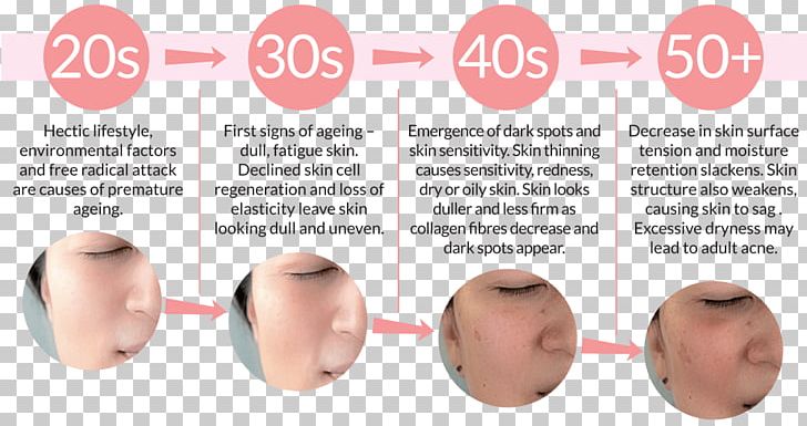Life Extension Eyebrow Cheek Ageing Chin PNG, Clipart, Ageing, Cell, Cheek, Chin, Ear Free PNG Download