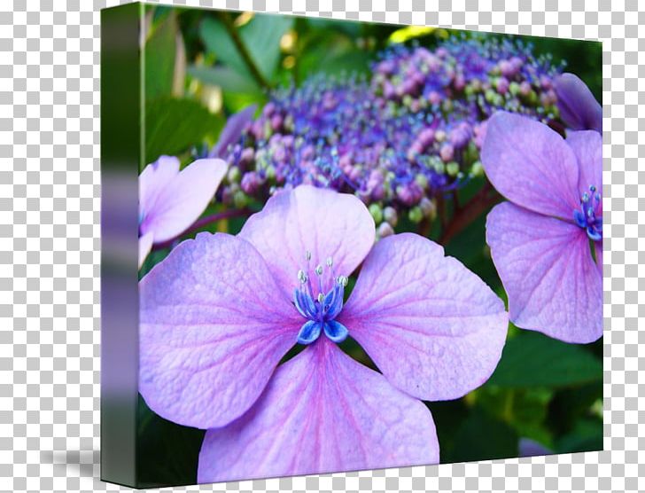 Plant Violet Lilac Hydrangea Crane's-bill PNG, Clipart, Annual Plant, Blue, Cornales, Cranesbill, Flower Free PNG Download