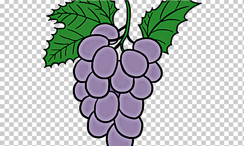 Grape Seedless Fruit Grapevine Family Leaf Grape Leaves PNG, Clipart, Fruit, Grape, Grape Leaves, Grapevine Family, Leaf Free PNG Download