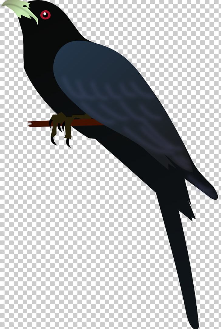 American Crow Bird Common Myna New Caledonian Crow Finches PNG, Clipart, American Crow, Animals, Asian Koel, Beak, Bird Free PNG Download