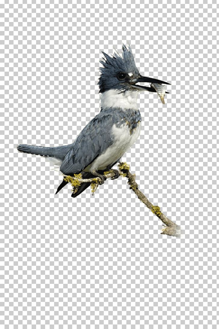 Belted Kingfisher Bird Common Kingfisher Beak PNG, Clipart, Beak, Belted Kingfisher, Bird, Boy, Color Free PNG Download