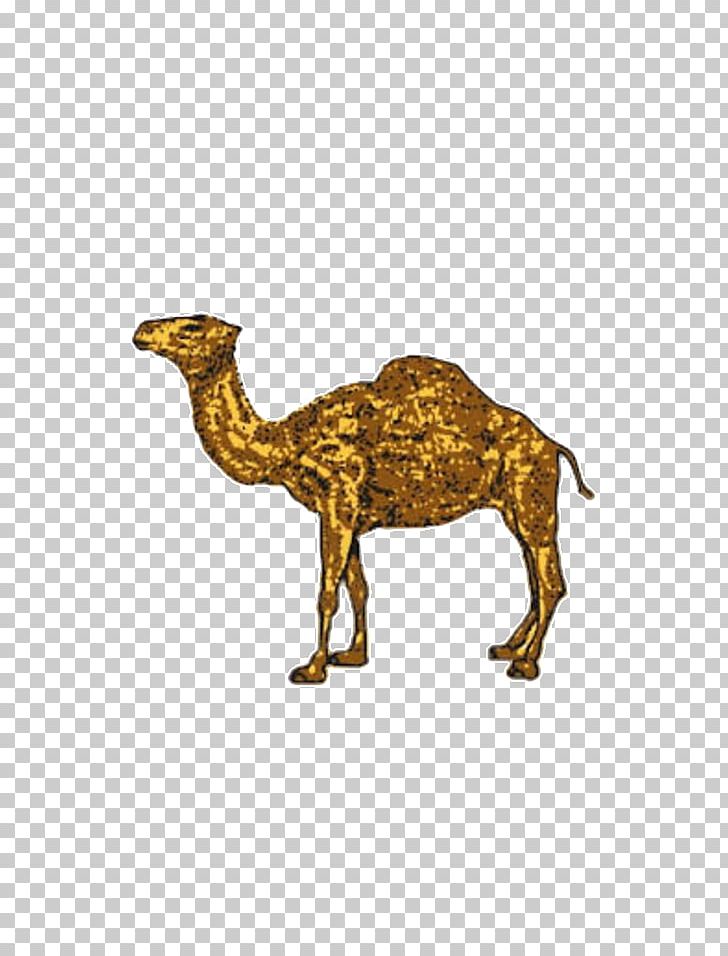 Dromedary Joe Camel Cigarette Bactrian Camel PNG, Clipart, Advertising, Animal Figure, Animals, Arabian Camel, Bactrian Camel Free PNG Download