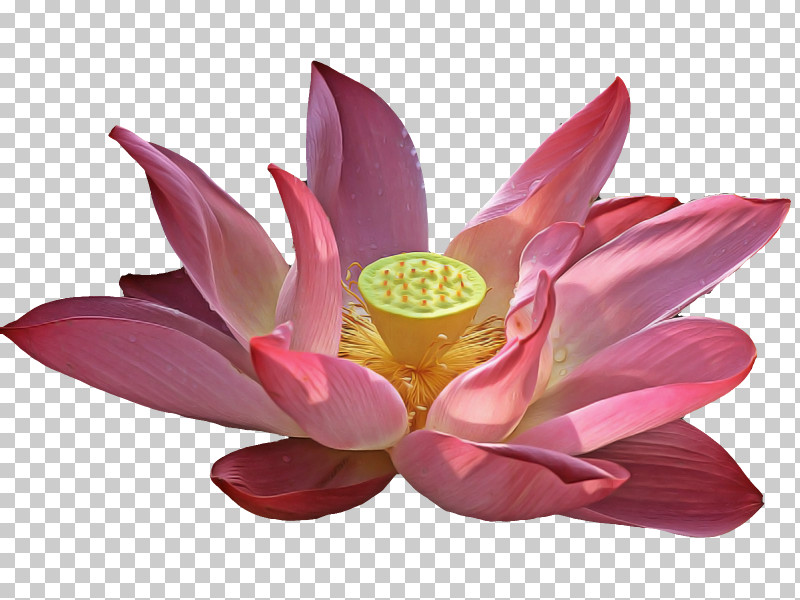 Lotus PNG, Clipart, Aquatic Plant, Flower, Lotus, Lotus Family, Petal Free PNG Download