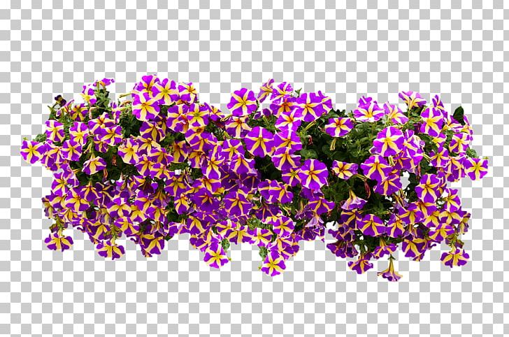 Petunia Flower Balcony PNG, Clipart, Balcony, Blossom, Desktop Wallpaper, Display Resolution, Download Free PNG Download
