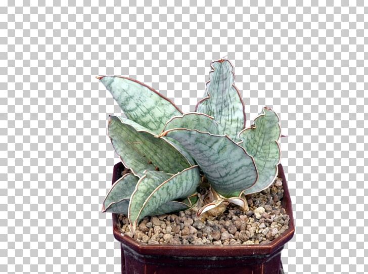 Sansevieria Kirkii Succulent Plant Houseplant Rhizome PNG, Clipart, Aloe, Aloe Vera, Cactus, Flowerpot, Houseplant Free PNG Download