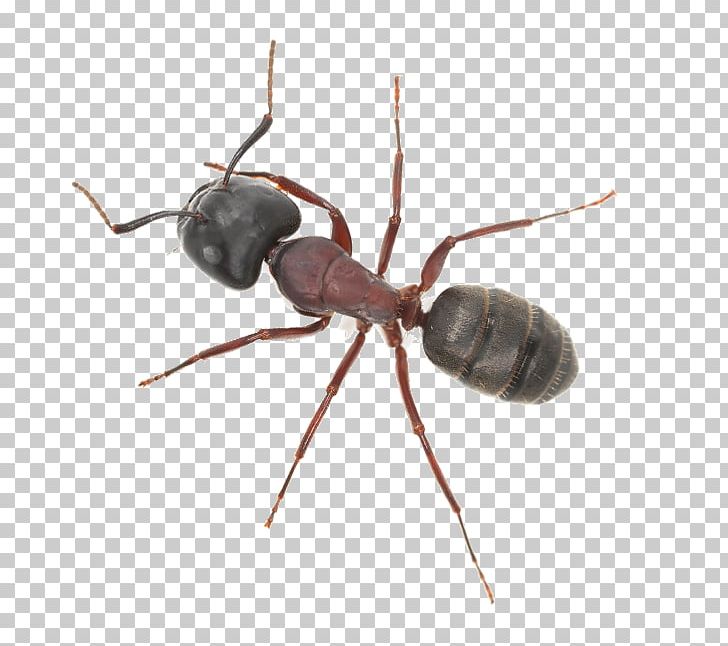 Ant Insect Pest Control Termite PNG, Clipart, Admin, Animals, Ant, Arizona, Arthropod Free PNG Download