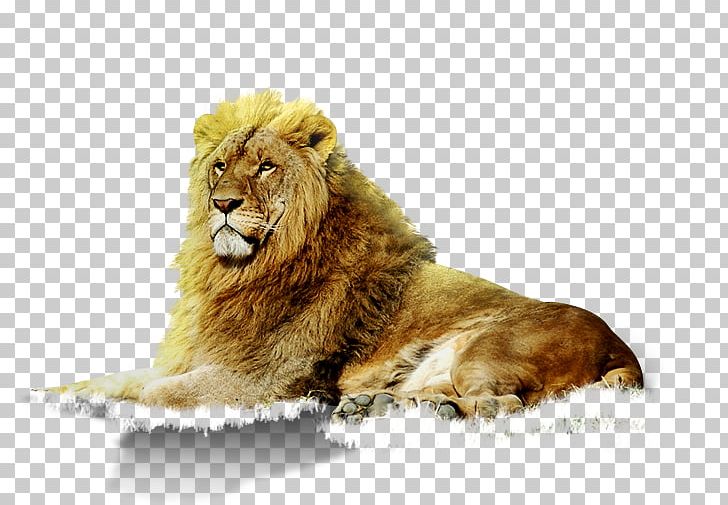 East African Lion Animal Google S Zoo PNG, Clipart, Animal, Big Cats, Carnivoran, Cat Like Mammal, Chemical Element Free PNG Download