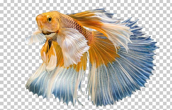 Goldfish Graphic Design PNG, Clipart, Animals, Aquarium Fish, Color, Download, Feather Free PNG Download