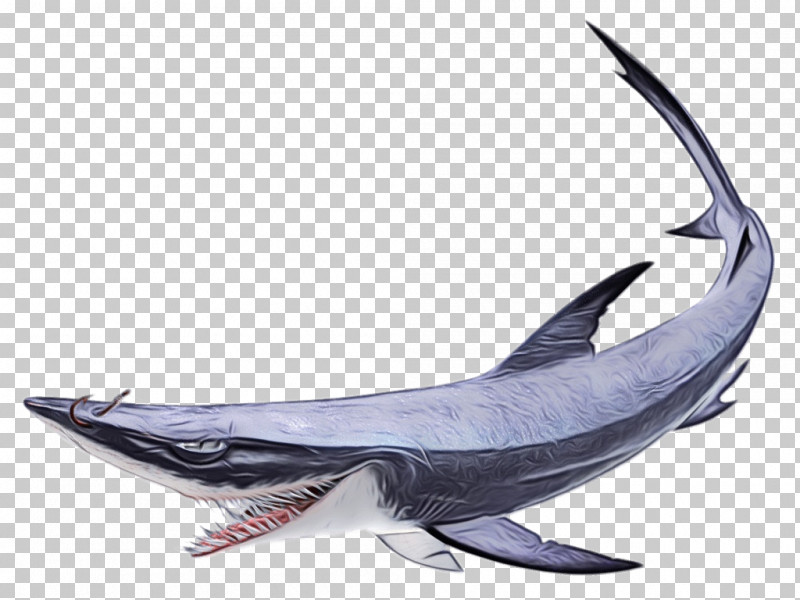 Shark PNG, Clipart, Biology, Bony Fishes, Cetaceans, Dolphin, Fish Free PNG Download