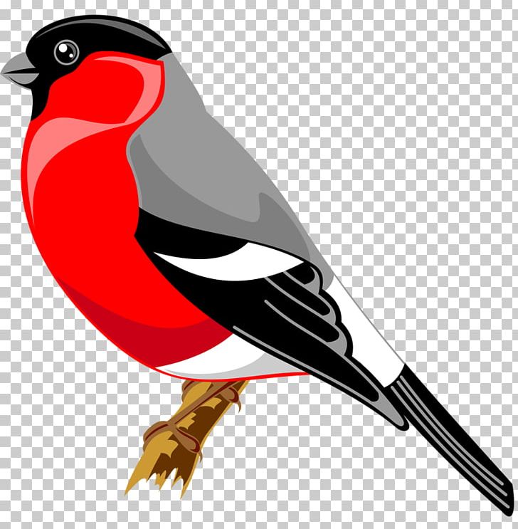 Bird Drawing Finches Yandex Search PNG, Clipart, Animals, Beak, Bird, Cartoon, Clip Art Free PNG Download