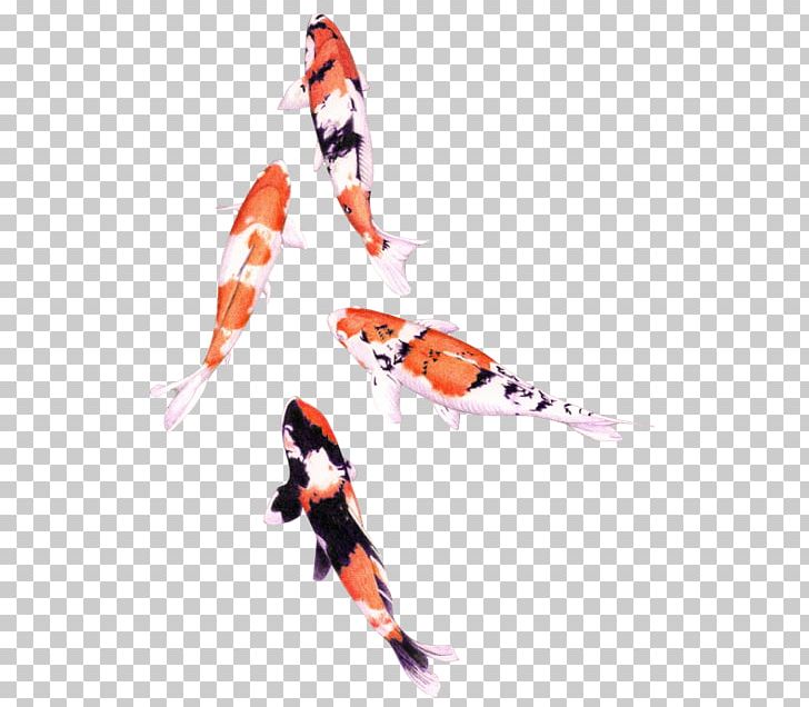 Koi Tropical Fish Carp Drawing PNG, Clipart, Animals, Aquarium, Aquariums, Carp, Common Carp Free PNG Download