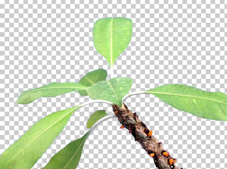 Myrmecodia Tuberosa Plant Stem Leaf Branching PNG, Clipart, Branch, Branching, Leaf, Organism, Plant Free PNG Download