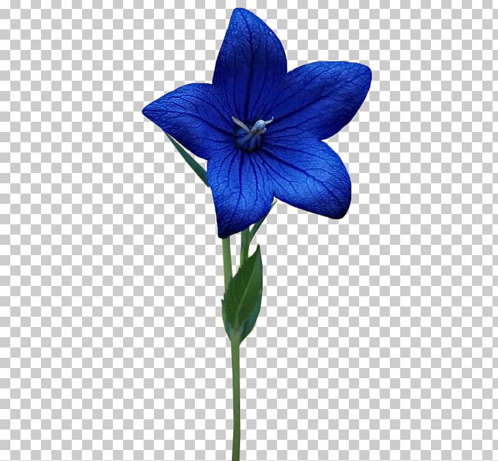 Plant Stem PNG, Clipart, Blue, Fiori, Flora, Flower, Flowering Plant Free PNG Download