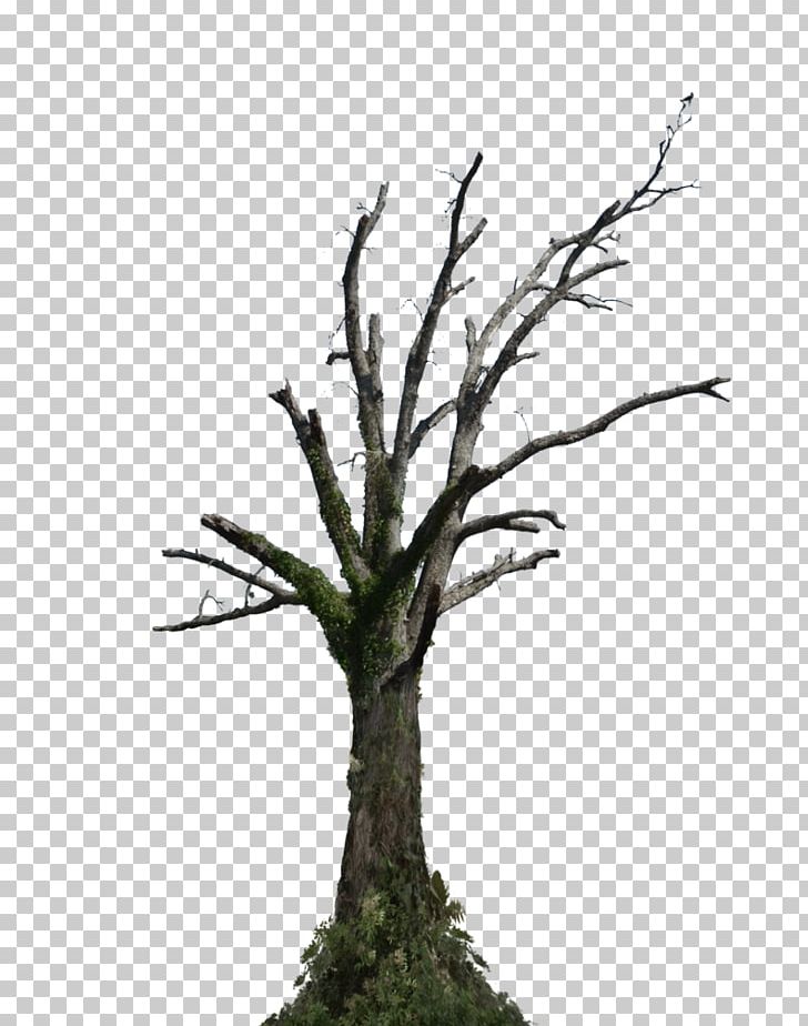 Tree Root Branch Snag PNG, Clipart, Branch, Flowerpot, Houseplant, Nature, Photography Free PNG Download
